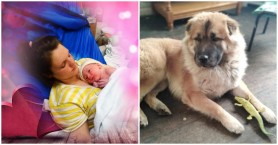 Sfârşit tragic pentru un bebeluş. La doar 12 zile de la naștere a fost sfâşiat de câinele familiei
